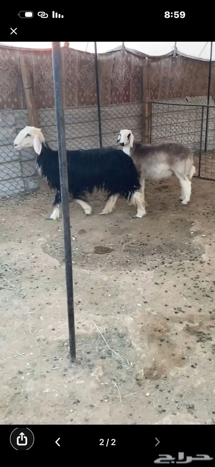 نجديه وولدها 1