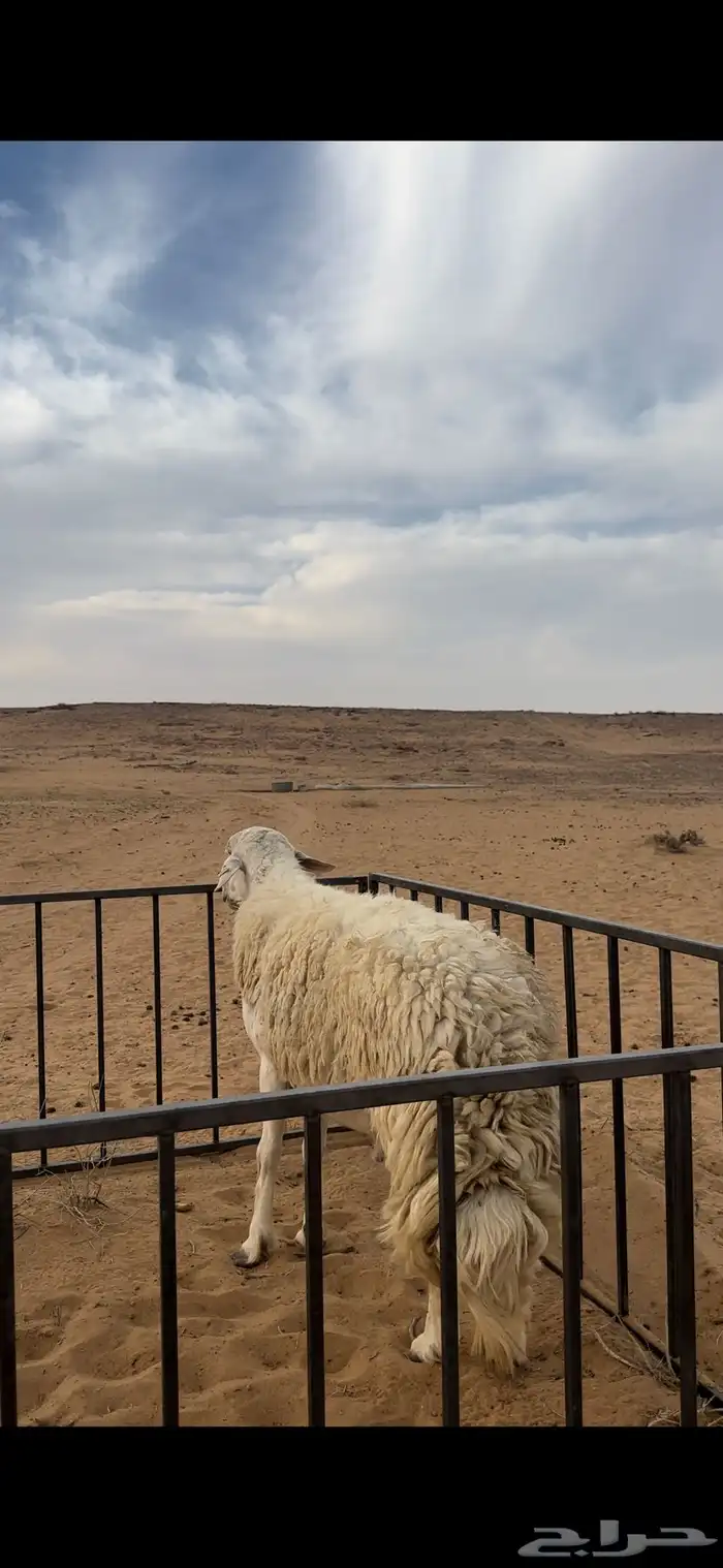 خروف حري صنف مشروط 2