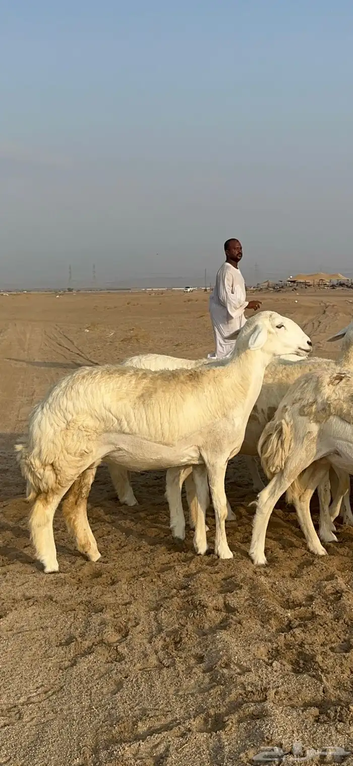 غنم حرية رخال دفيع مراح مقنوي 36 تحتها 1 بلفحل 5