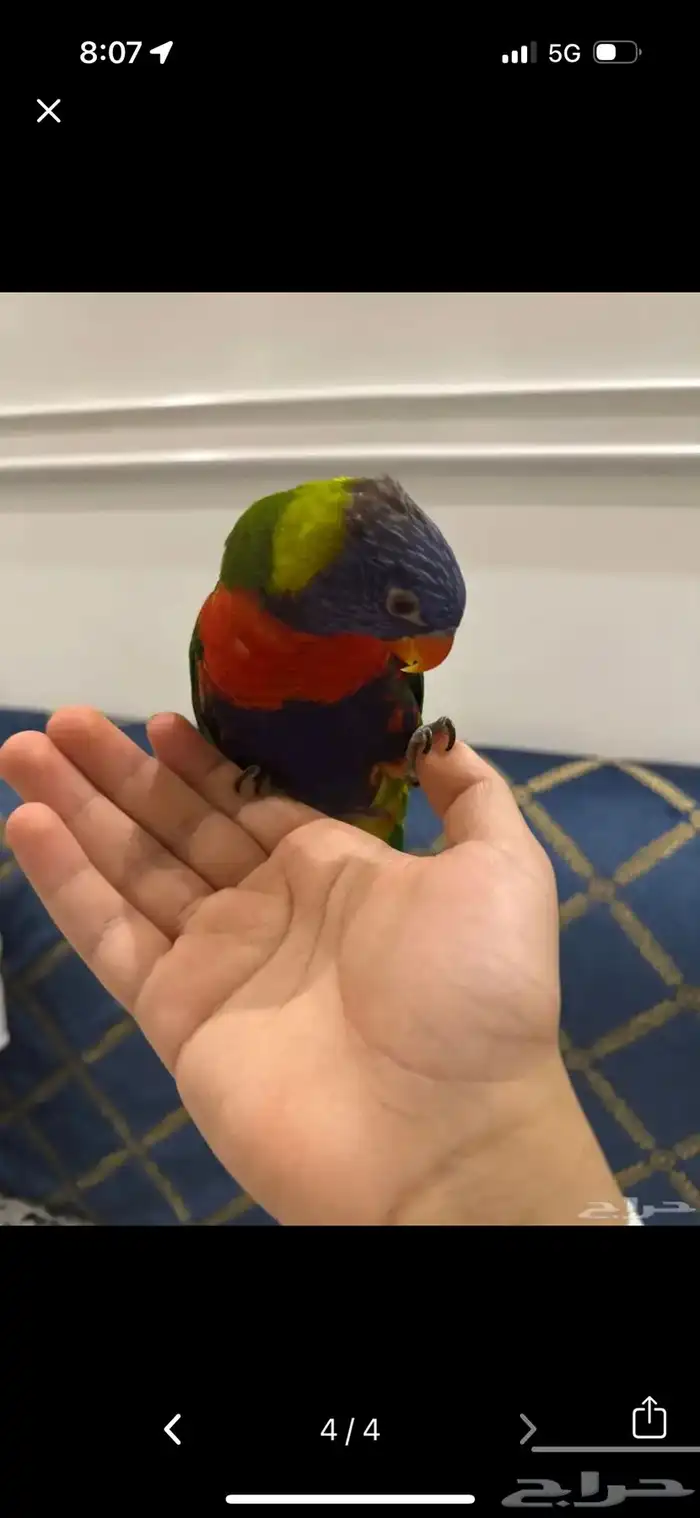 لوري متكلم اليف 1