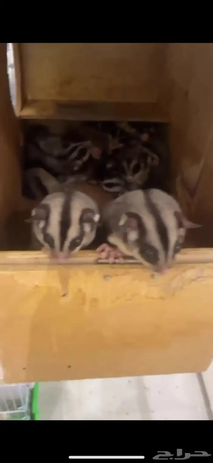 شوقر قلايدر 0