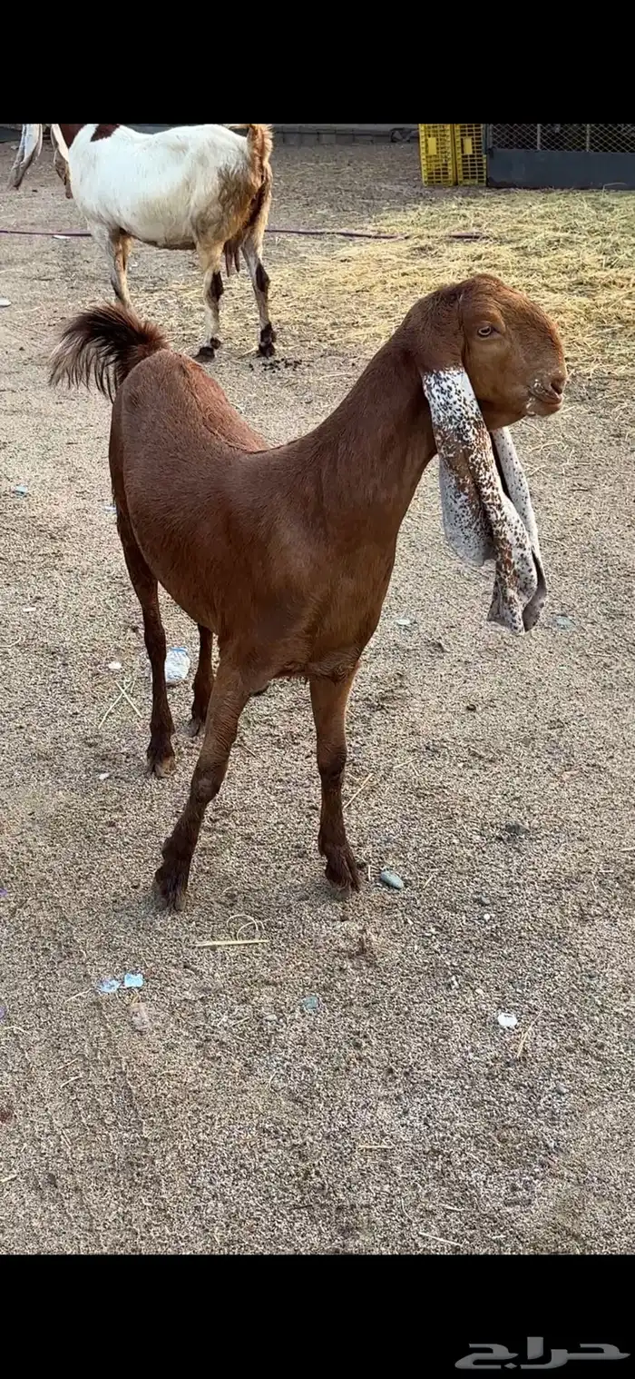 معزا هولنديات فواخر عنز وبنتها 3