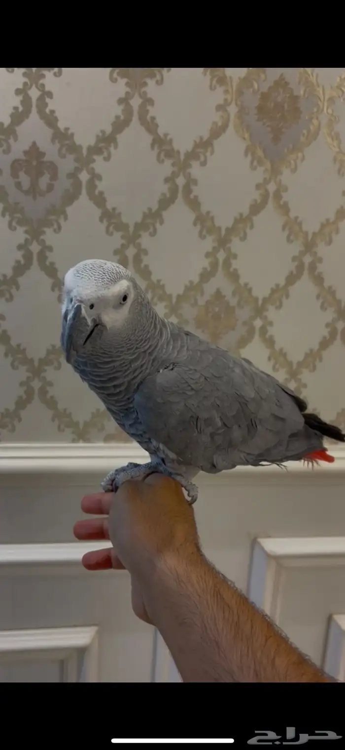 كاسكو اليف متكلم 3