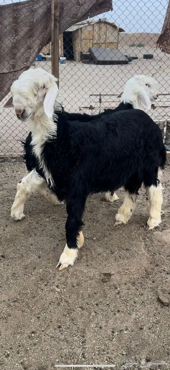 طليان طيبه نجد 0