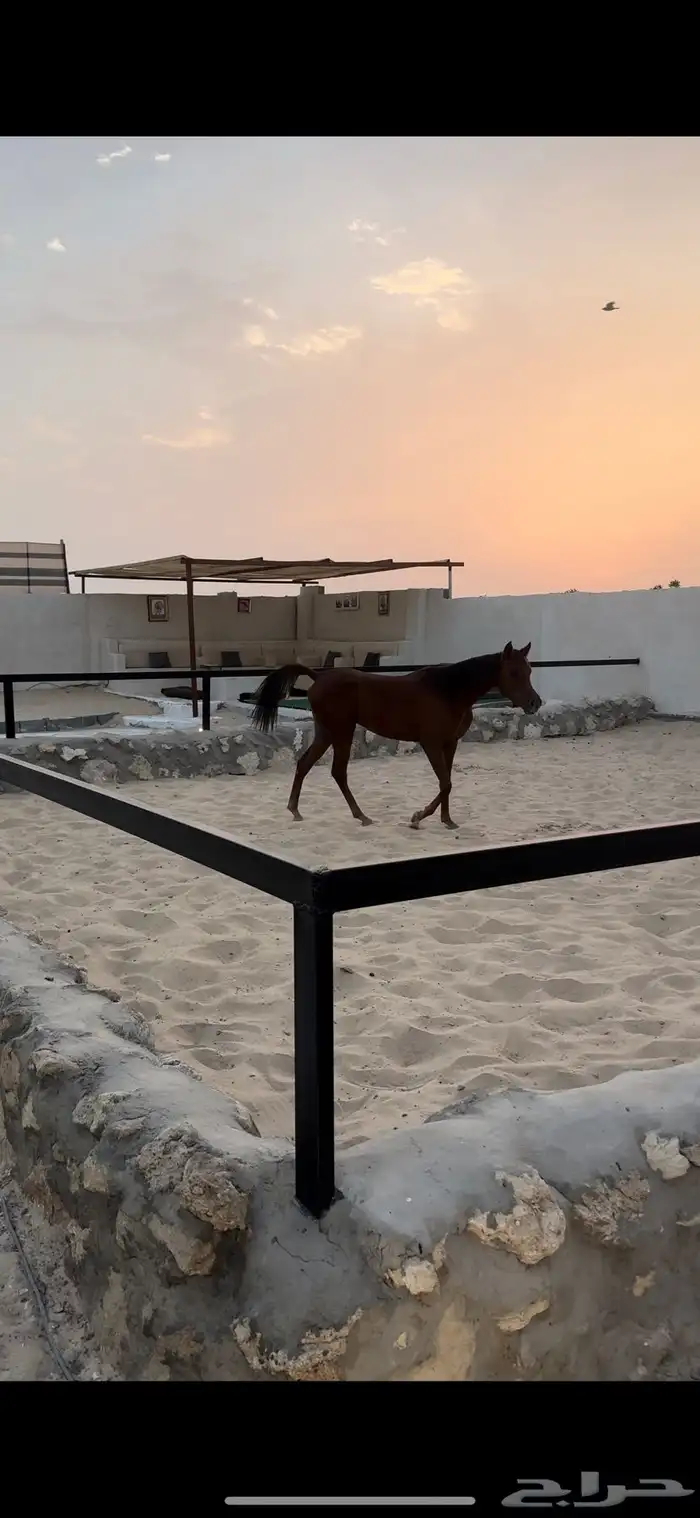 تخييم شتوي داخل المربط 16