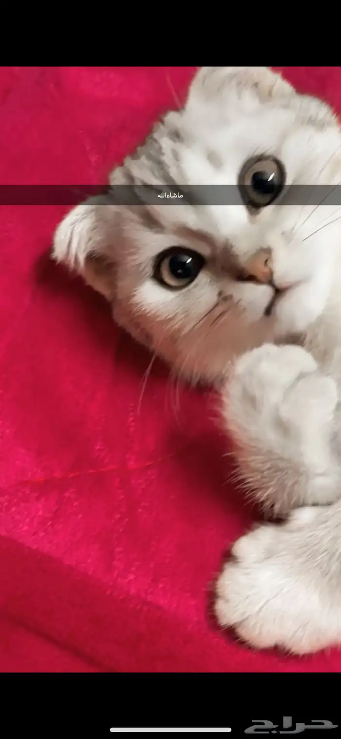 قط سكوتش فولد ذكر 1