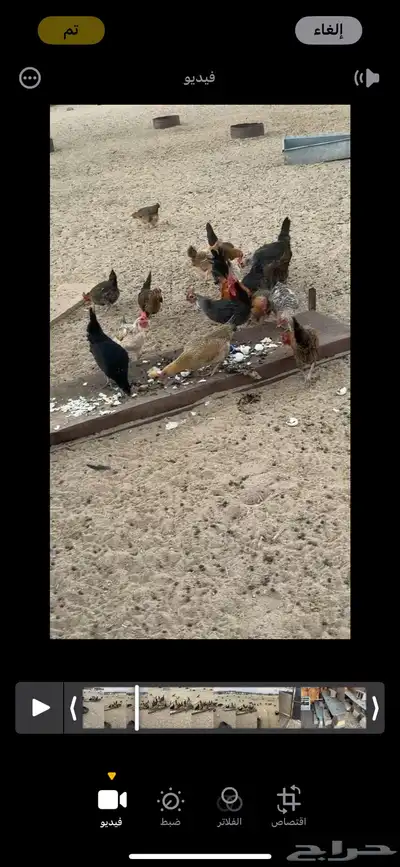 دجاج بلدي حضان شرط والصحه شرط 0