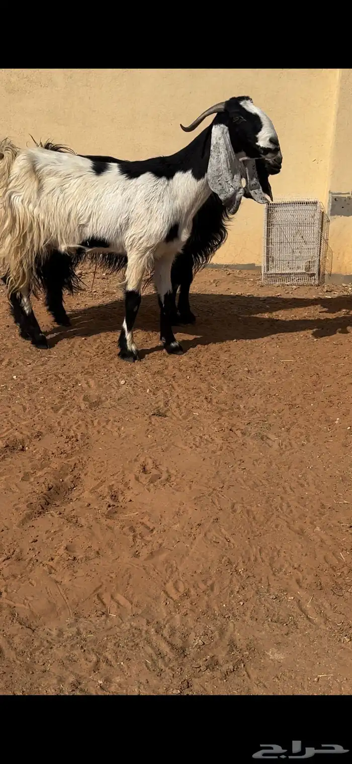 معراء مشاريك مضاريع 0