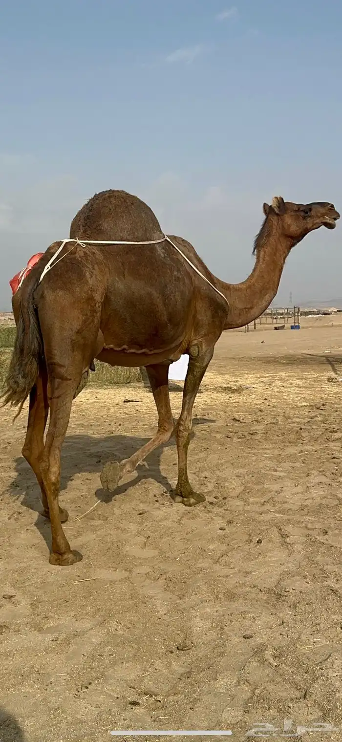 ناقه ساحليه خلفه حلابه تعبي طاستين ام 80 3