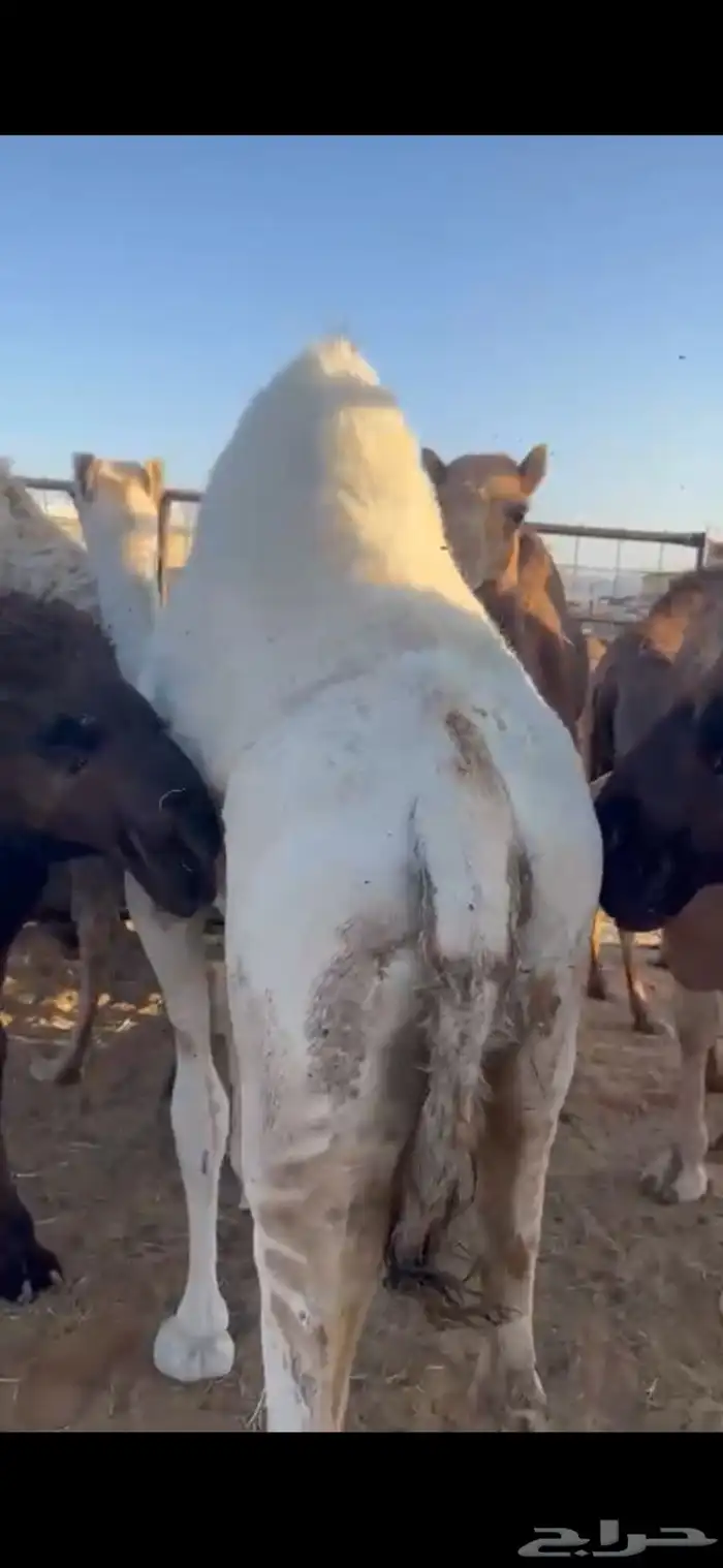 قعود وبكره من تحت اماتها شي كفو وفاخر 3