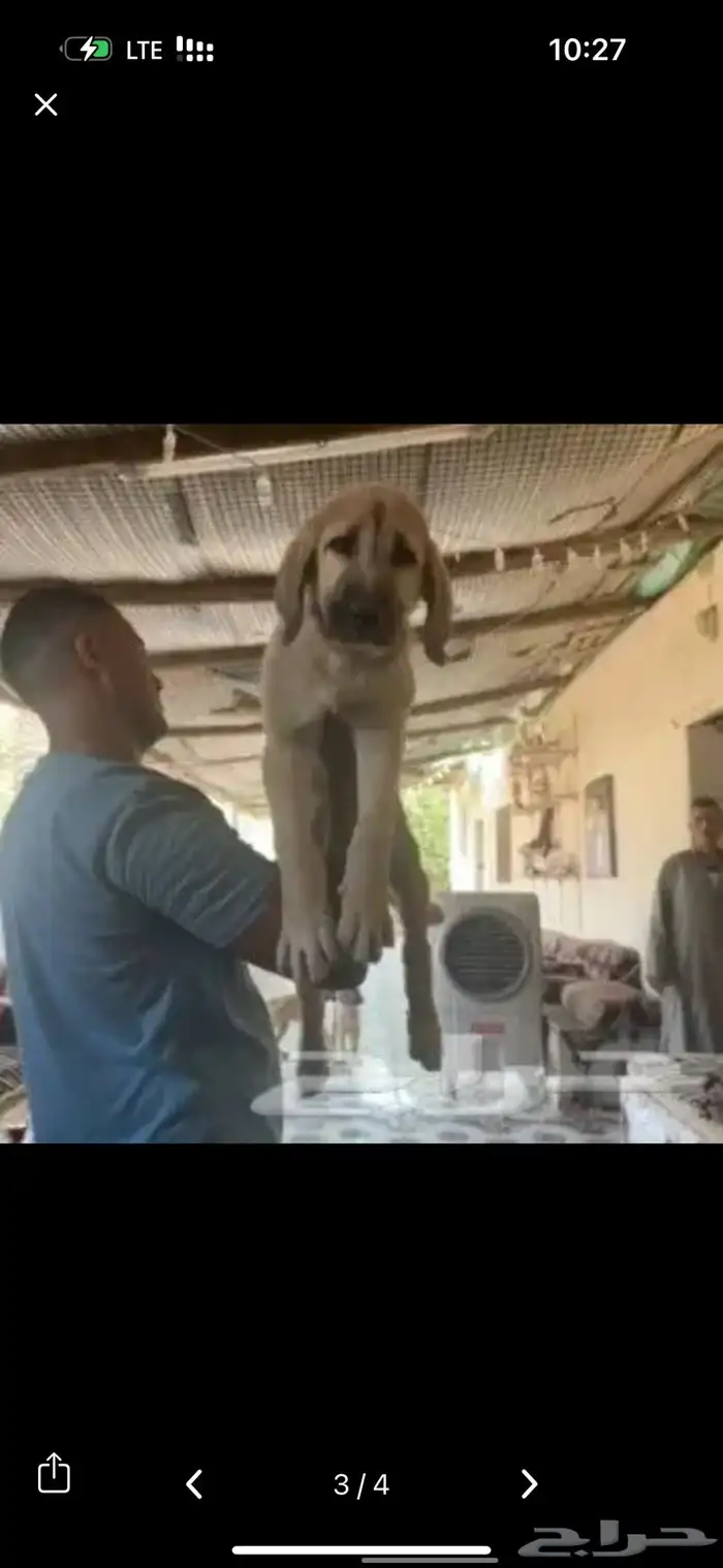 للبيع كلاب جرواي الراعي التركي كنجال 1