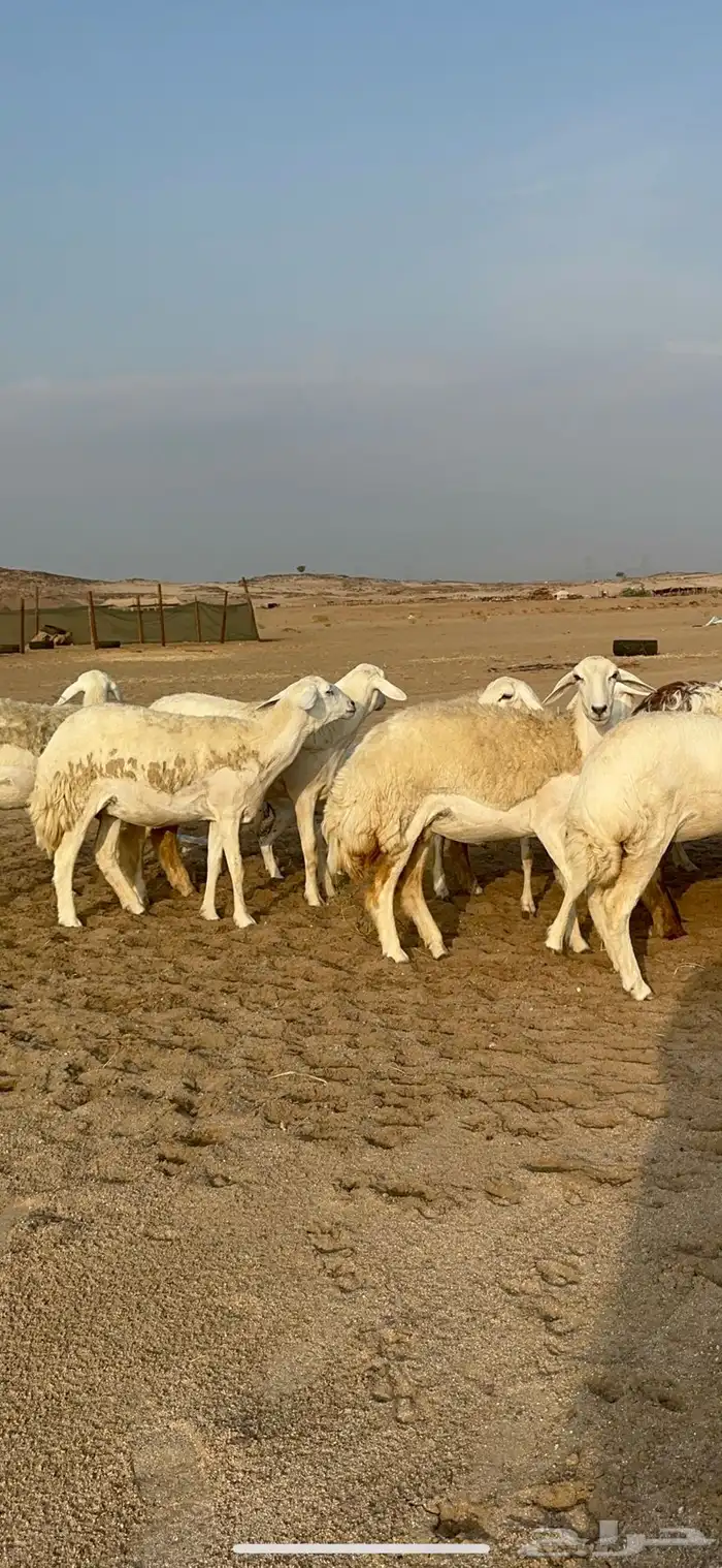 غنم حرية رخال دفيع مراح مقنوي 36 تحتها 1 بلفحل 13