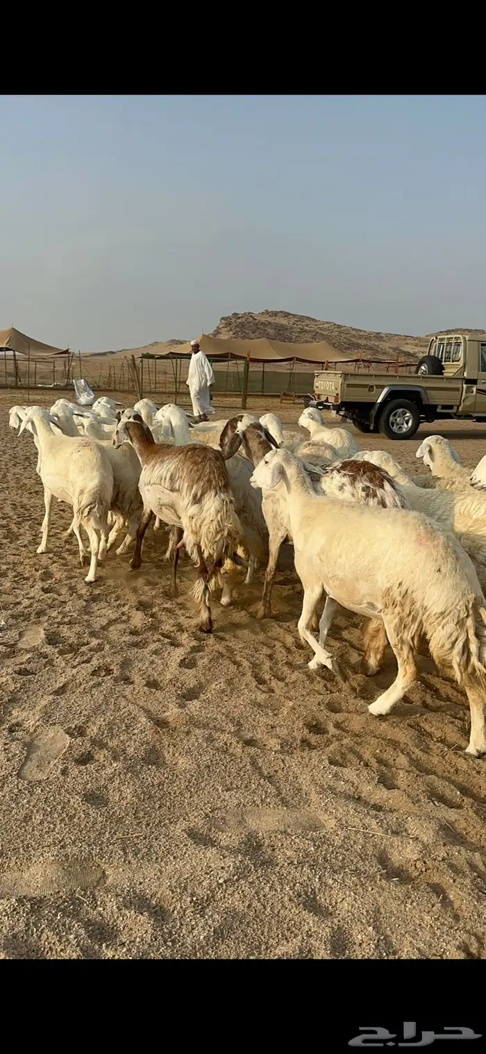 غنم حرية رخال دفيع مراح مقنوي 36 تحتها 1 بلفحل 16