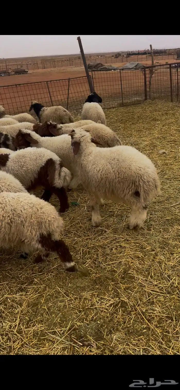 القصيم الاسياح 0