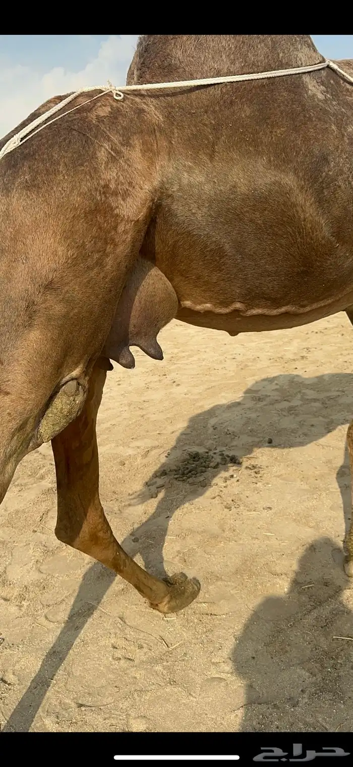 ناقه ساحليه خلفه حلابه تعبي طاستين ام 80 2