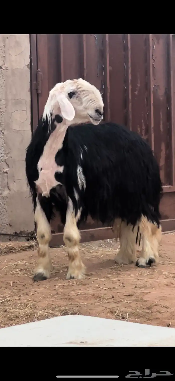 فحل نجدي مشروط 0