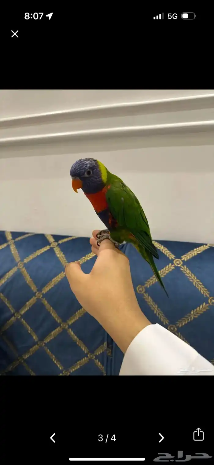 لوري متكلم اليف 0