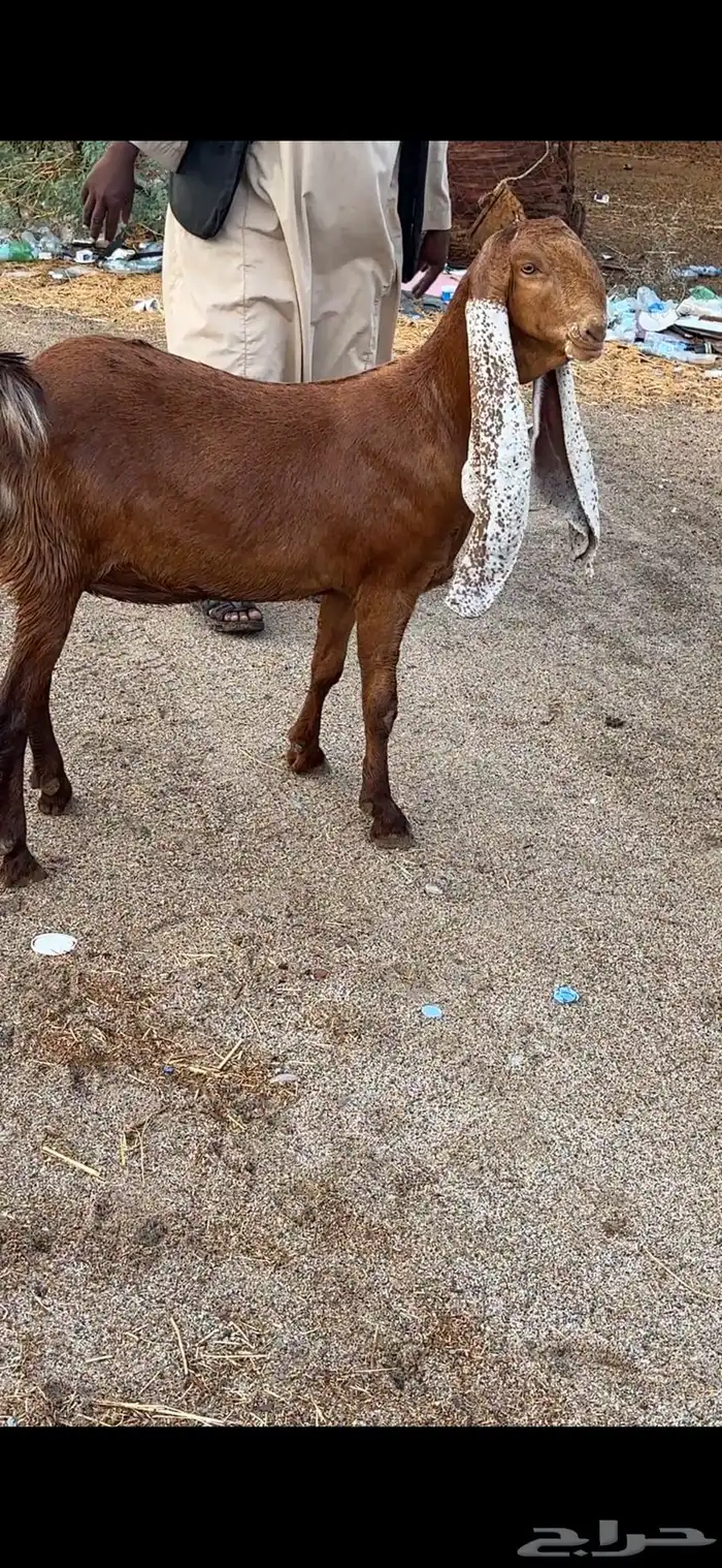 معزا هولنديات فواخر عنز وبنتها 6