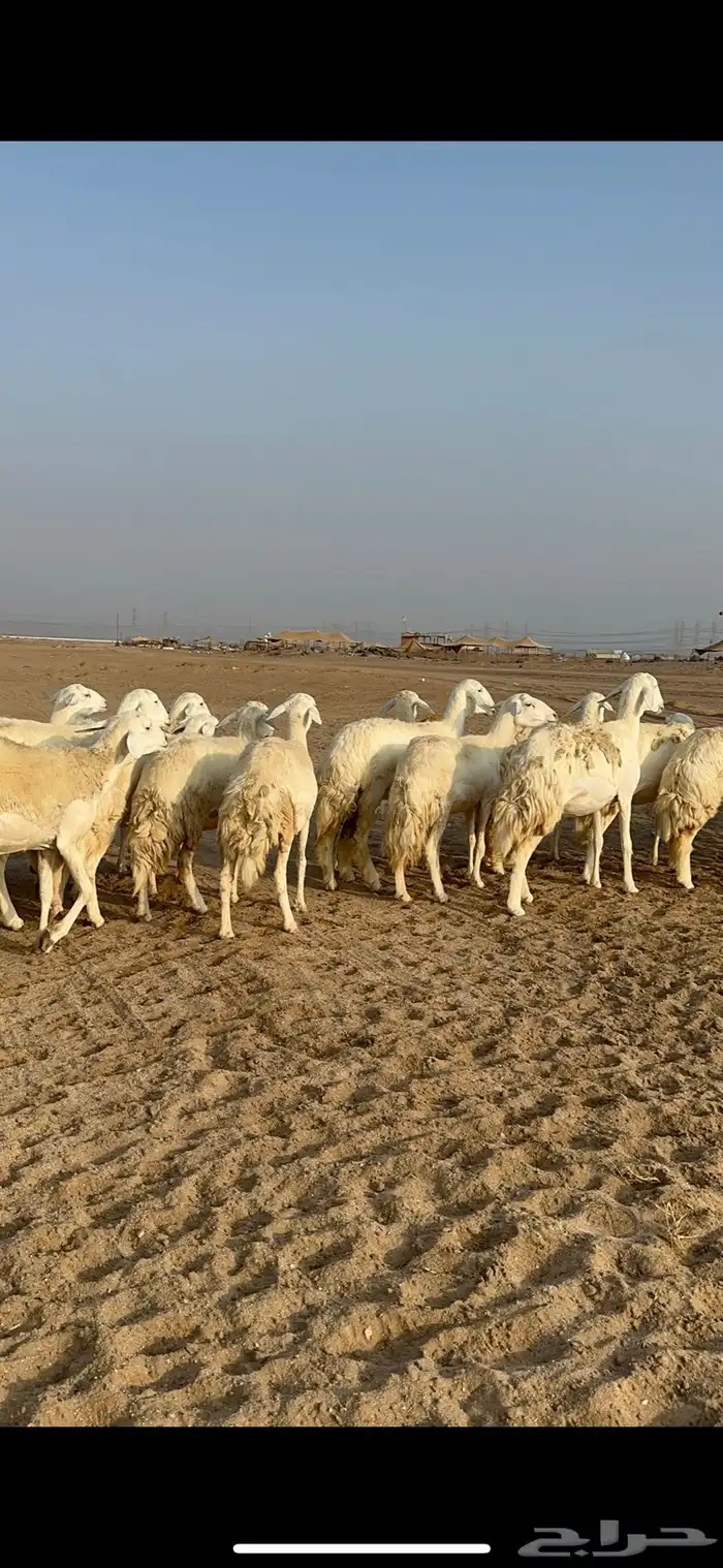 غنم حرية رخال دفيع مراح مقنوي 36 تحتها 1 بلفحل 21