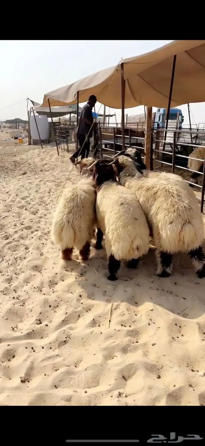 خرفان نعيم جذعان 0