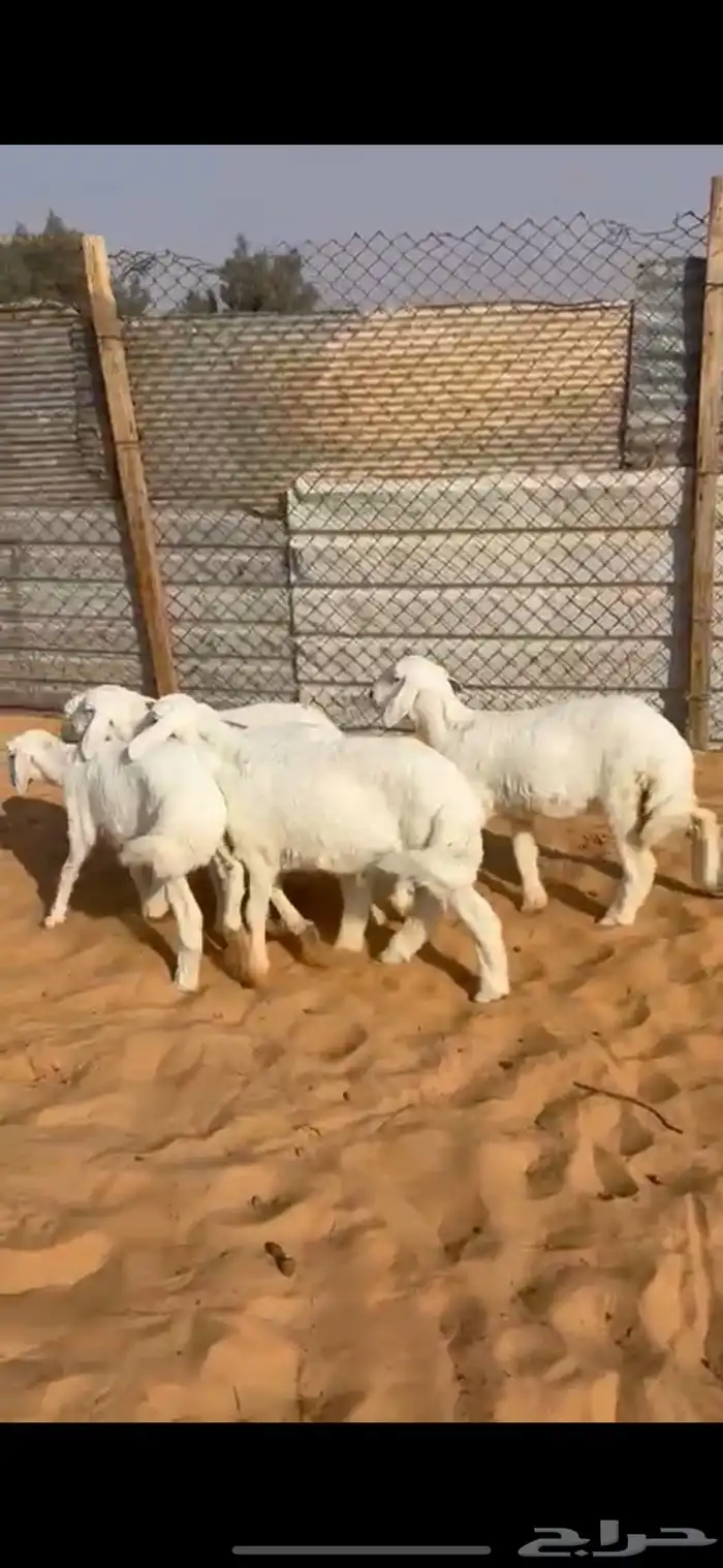 ذبايح هرفي حري الخرج 1