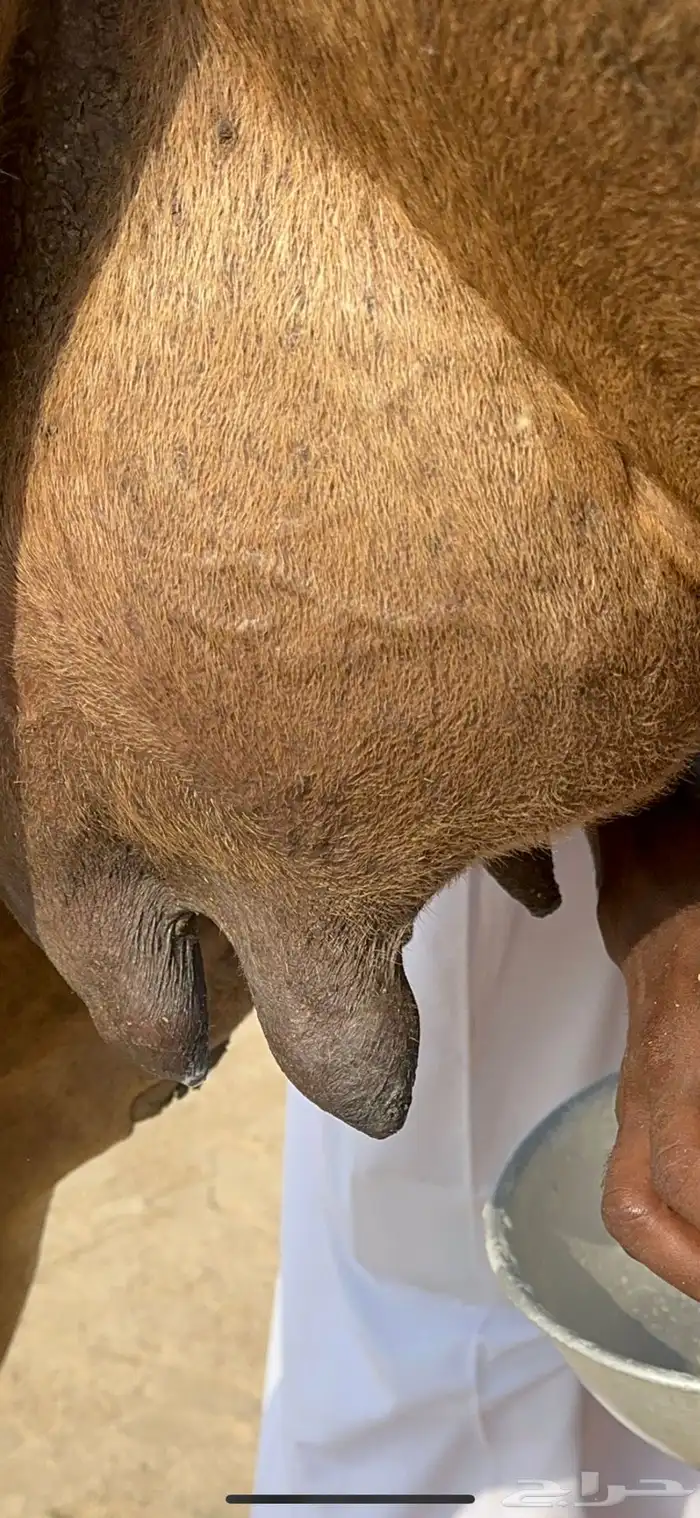 ناقه ساحليه خلفه حلابه تعبي طاستين ام 80 4