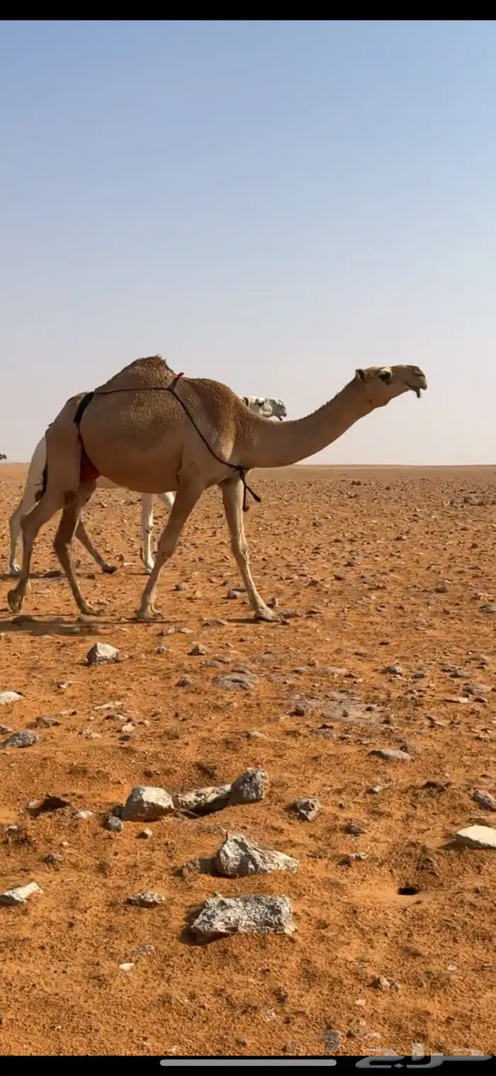 ناقه كفو عشراء تحتها بكره 0