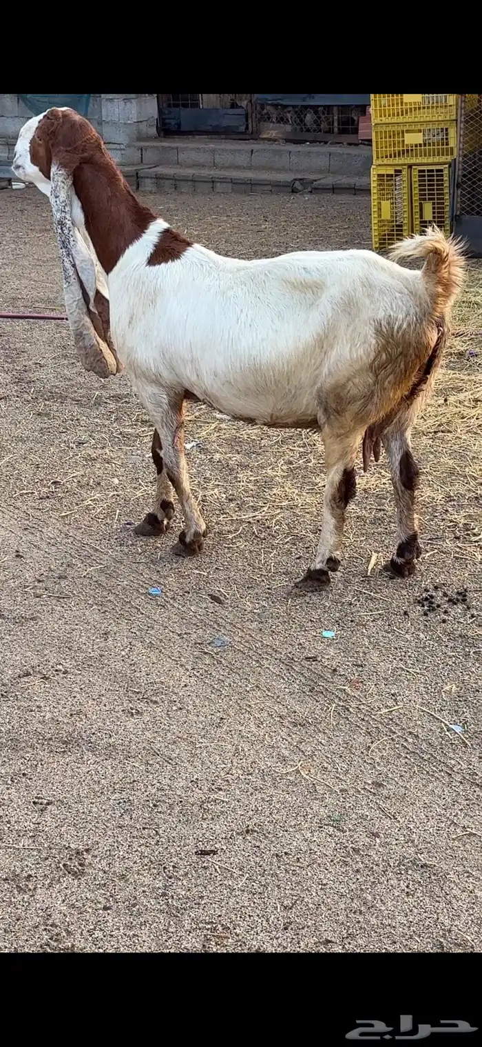 معزا هولنديات فواخر عنز وبنتها 2