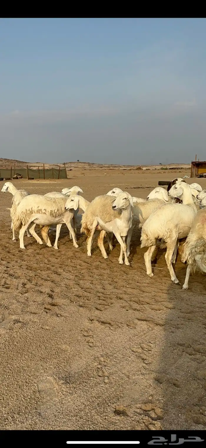 غنم حرية رخال دفيع مراح مقنوي 36 تحتها 1 بلفحل 14