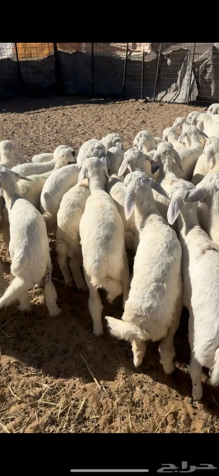 بهم حري السوم 890 1