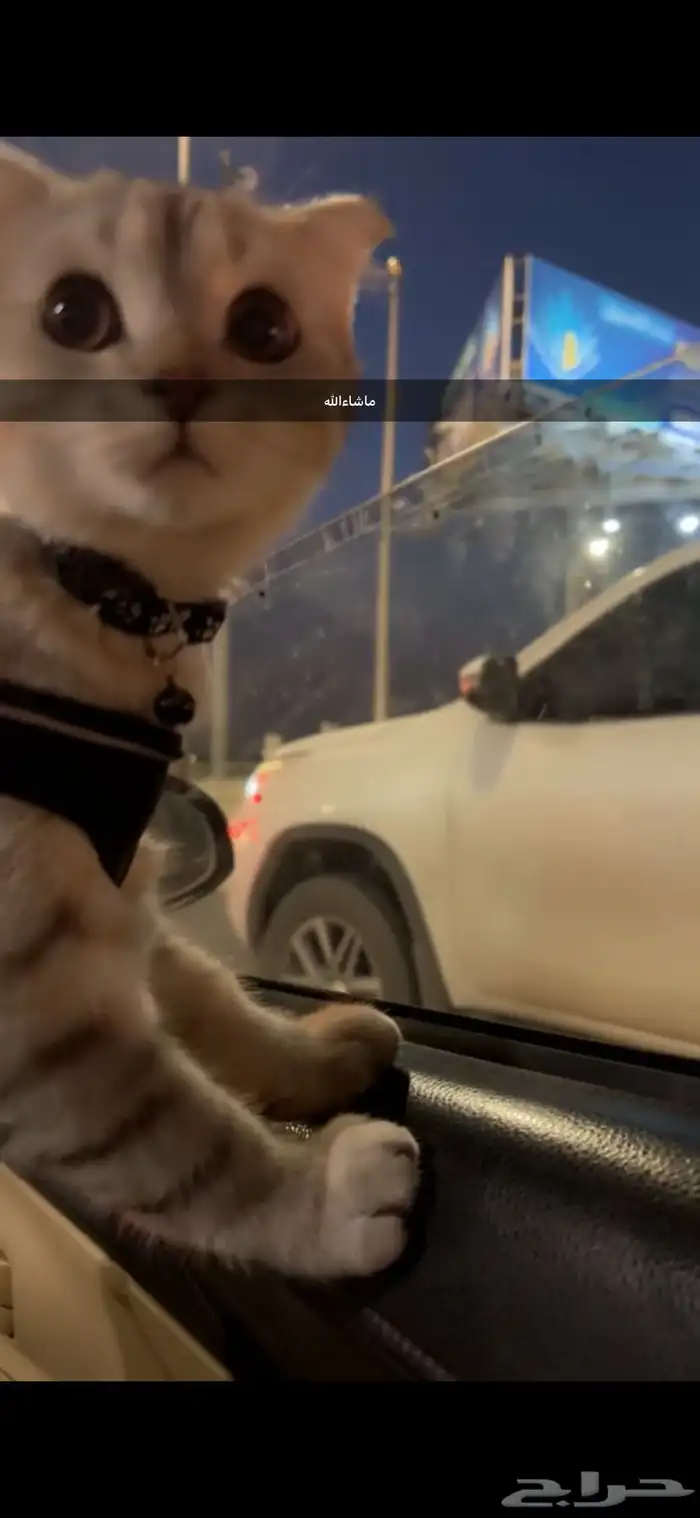 قط سكوتش فولد ذكر 2