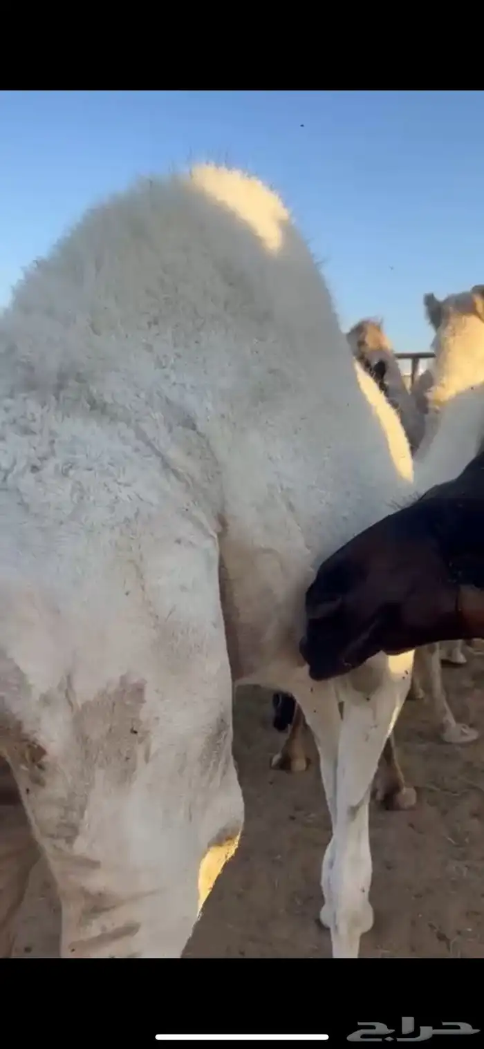 قعود وبكره من تحت اماتها شي كفو وفاخر 2