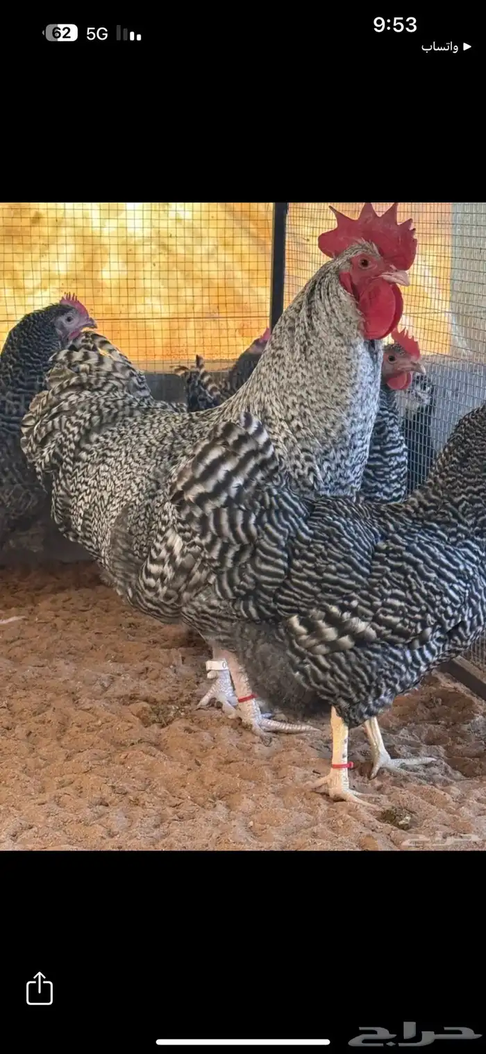 مطلوب دجاج أمروك 1