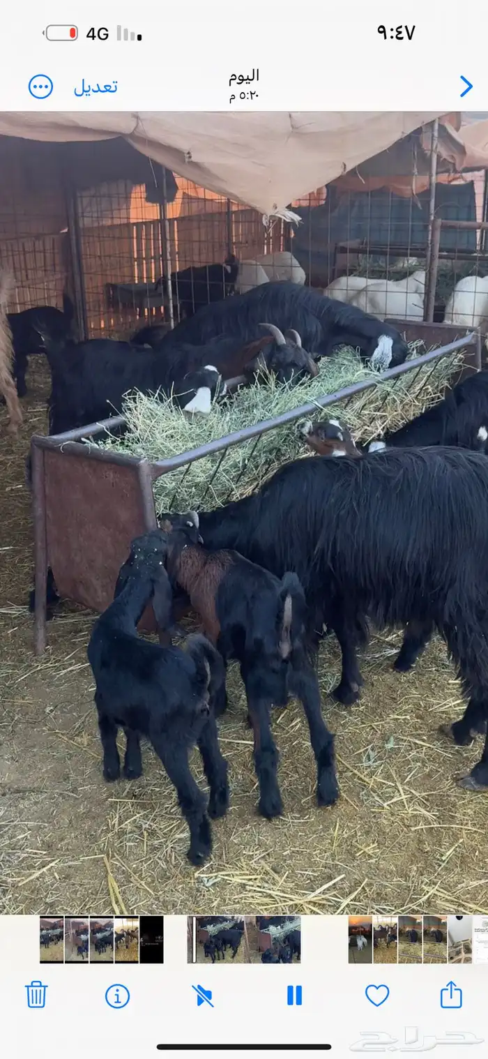 معزاء ولد متاويم 2