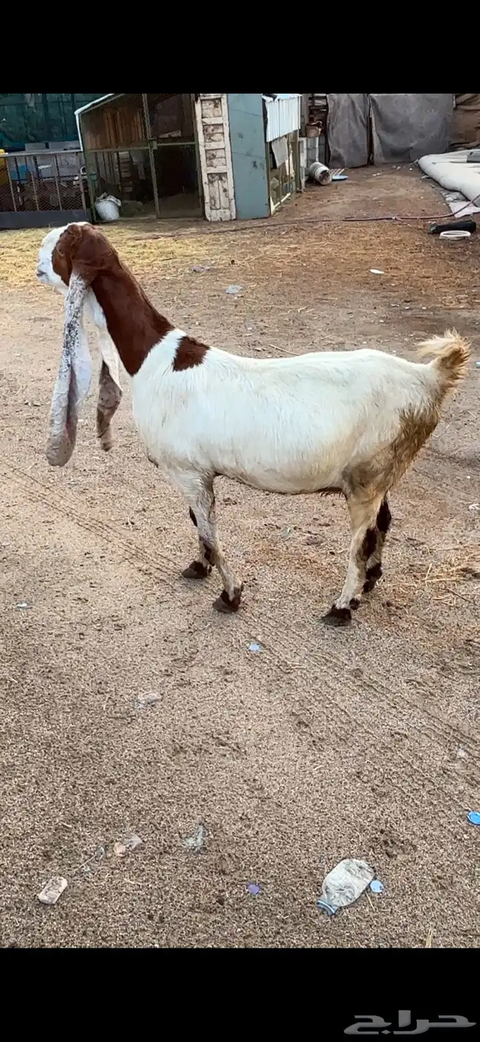 معزا هولنديات فواخر عنز وبنتها 5