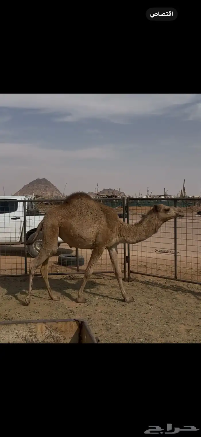 بكرة عمره سنتين للبيع 2