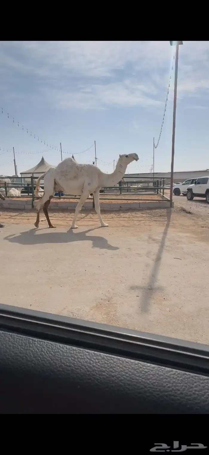 لقحه وضحا ورحول ذلول 0