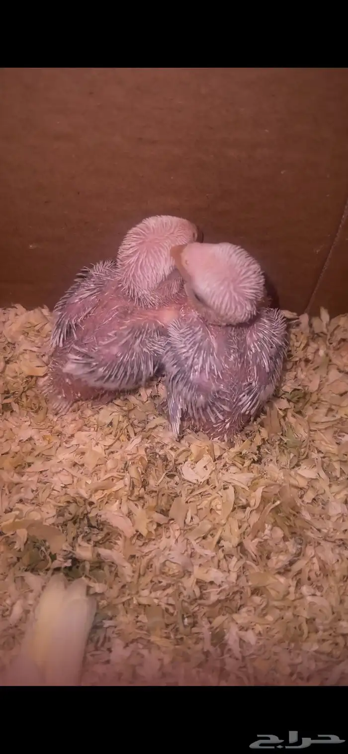 فروخ روز غر 1