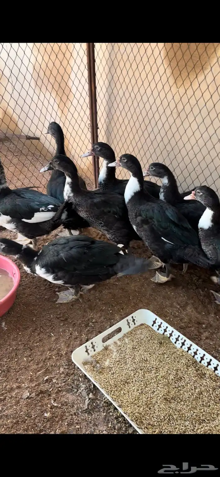 ذكور بط سوداني 0