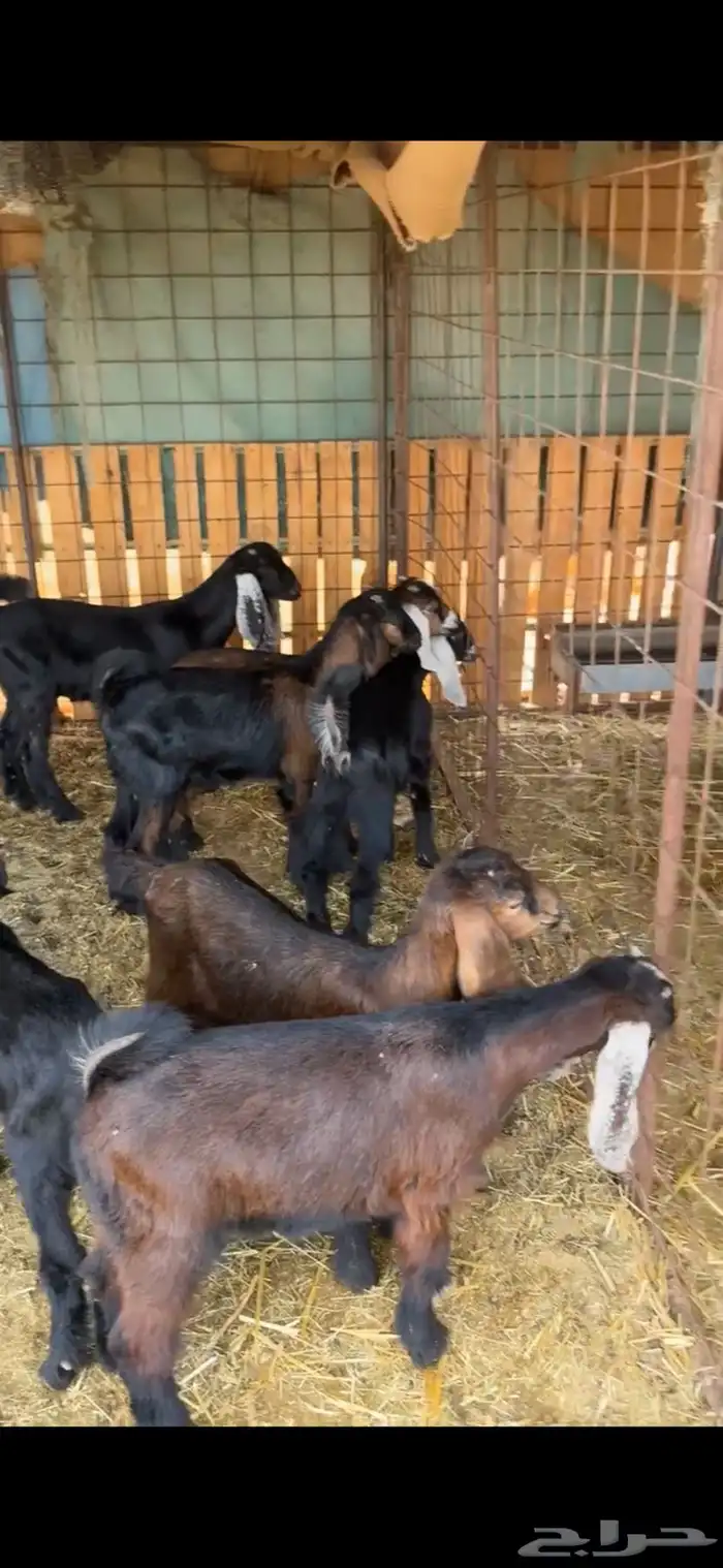 معزاء ولد متاويم 0