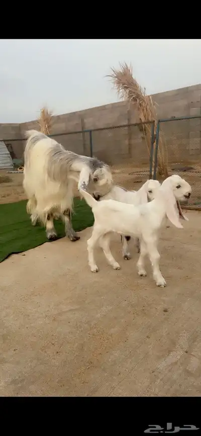 عنز شامية جرم فاخر تحتها اثنين index