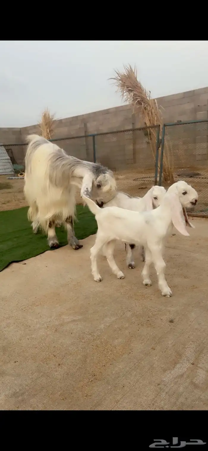 عنز شامية جرم فاخر تحتها اثنين 3