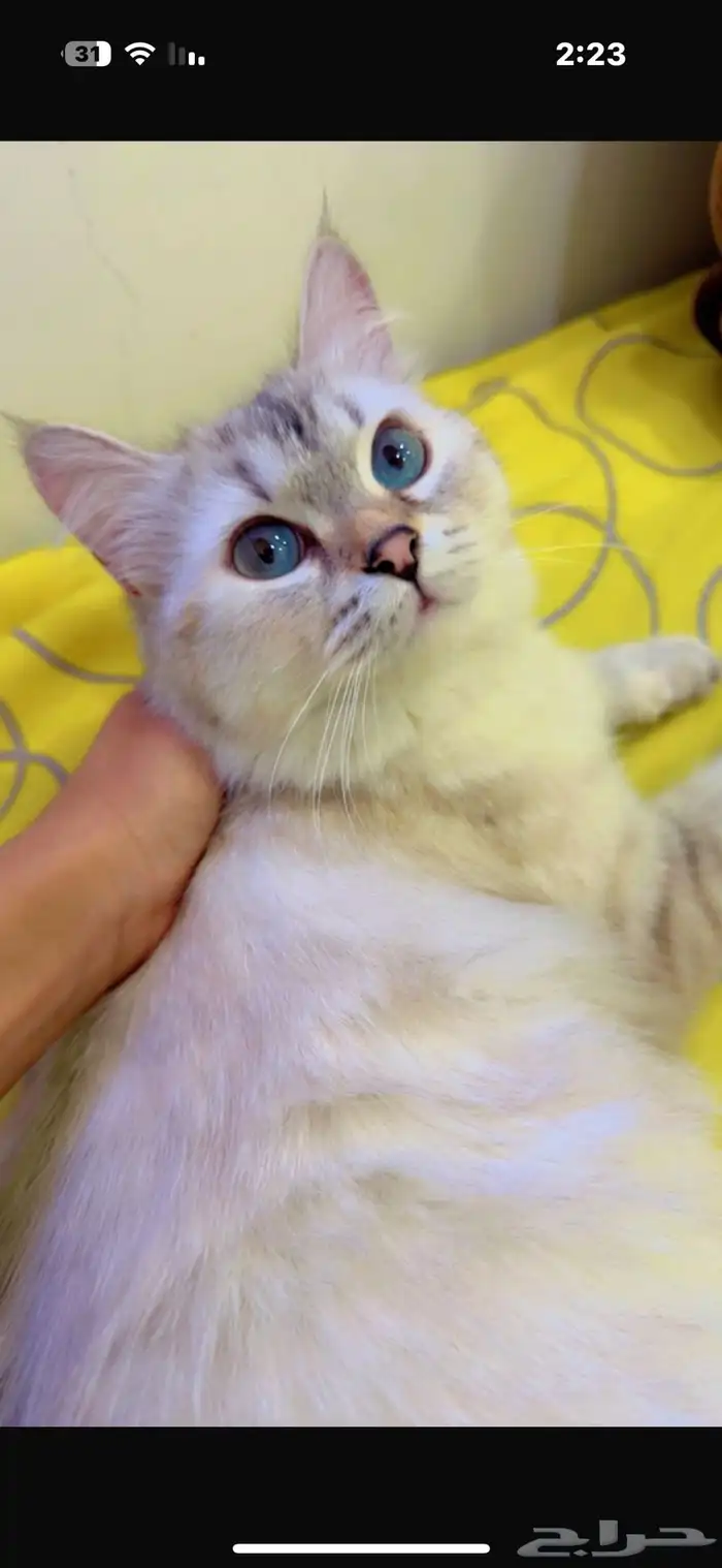 قطط شيرازية وهمالايا للتبني 0