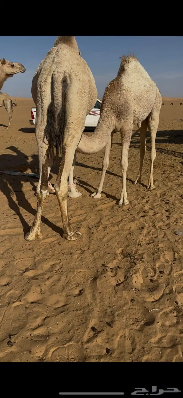 قعود فل بلدي 0