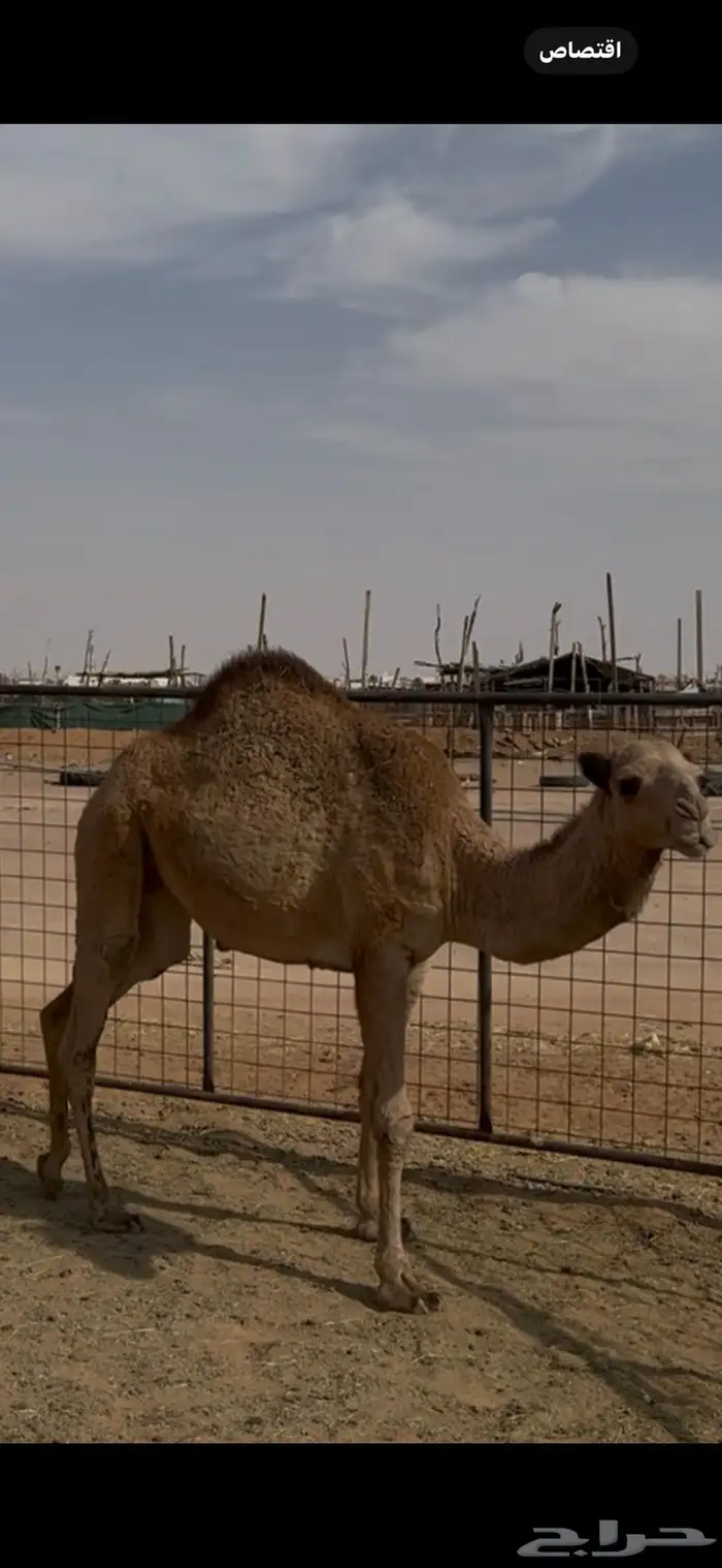 بكرة عمره سنتين للبيع 1