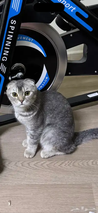 قطين سكوتش فولد للتبني index