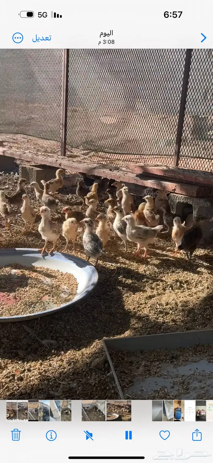 صيصان بلدي 0