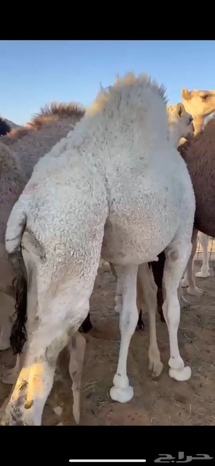 قعود وبكره من تحت اماتها شي كفو وفاخر 0