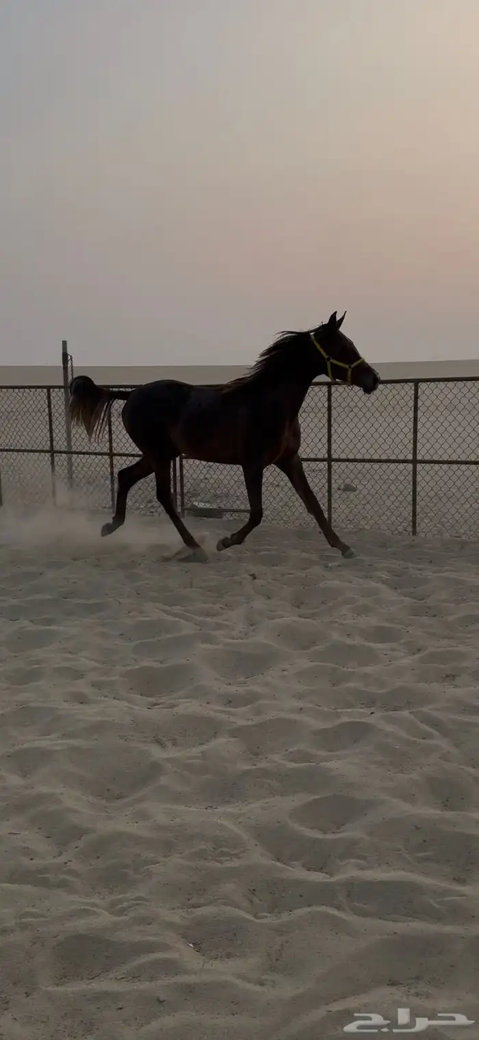 مهره شعبيه 1