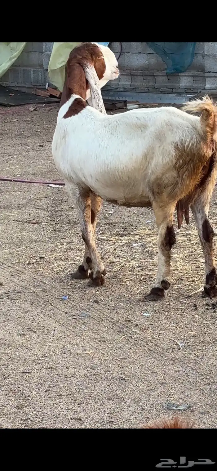 معزا هولنديات فواخر عنز وبنتها 4